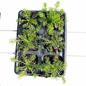 Chamomile plants for sale online South Africa
