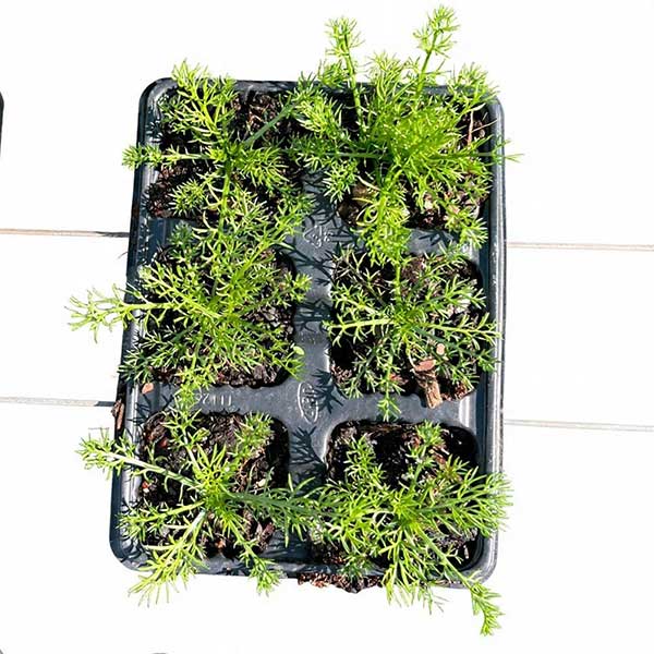 Chamomile plants for sale online South Africa