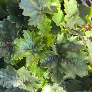Heuchera Ruby Bells for sale online in South Africa