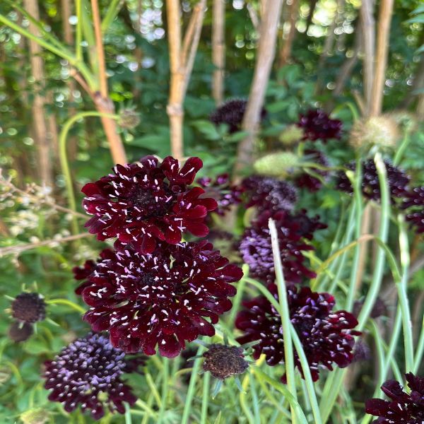 Scabious Dark Knight for sale online South Africa