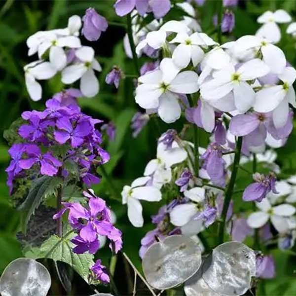 Lunaria (Honesty) plant for sale South Africa