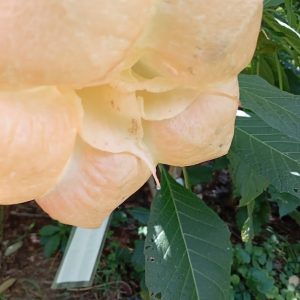 Brugmansia Angel doubleOrange Squash
