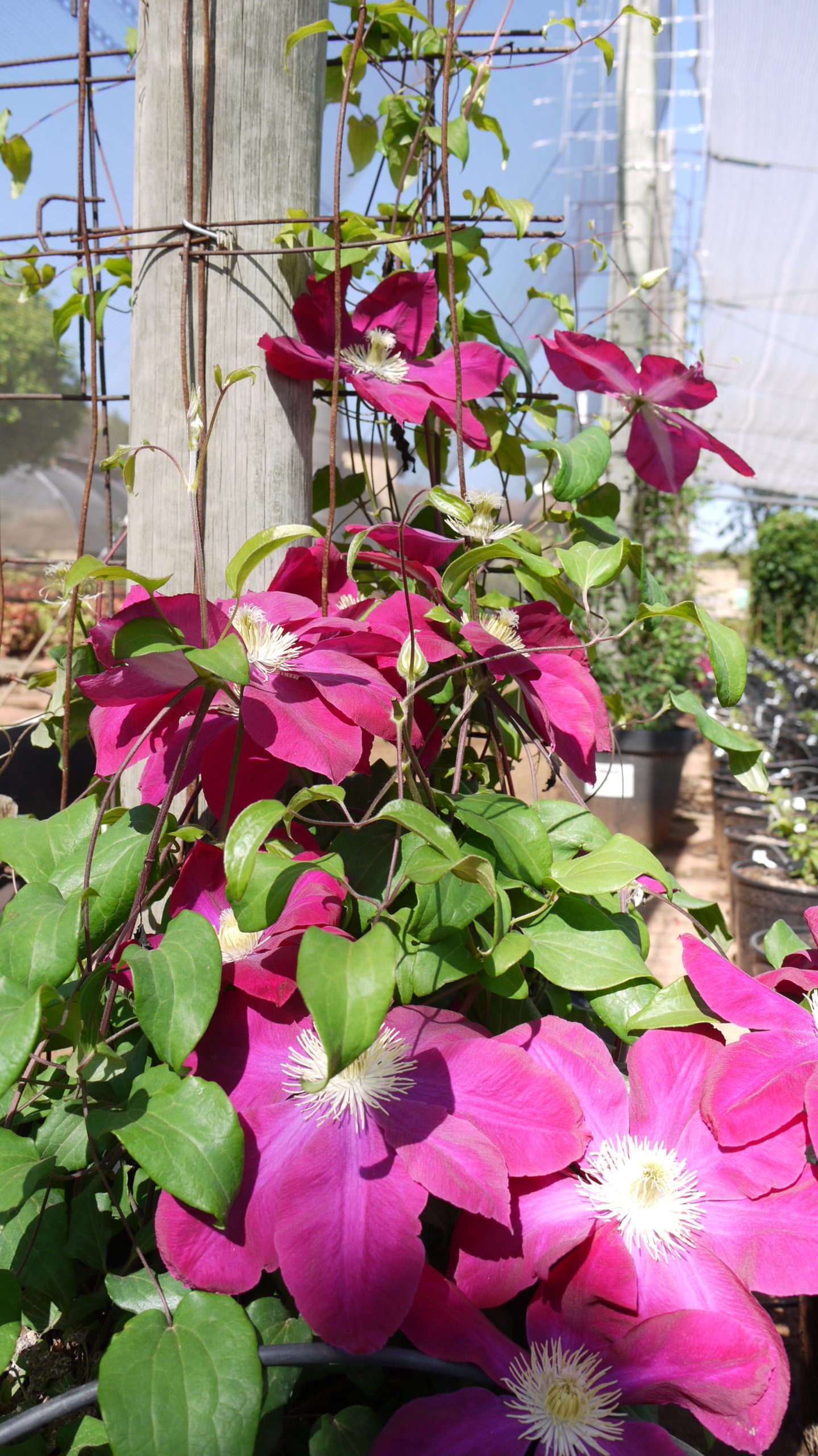 Clematis Hosi-no-Flamenco - Image 2