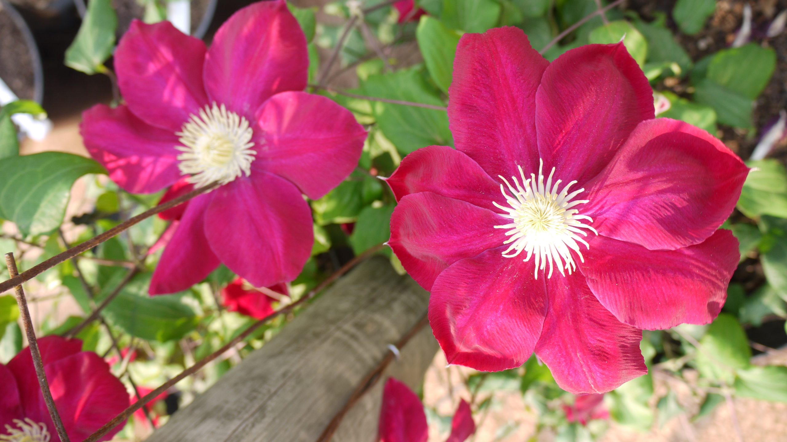 Clematis Hosi-no-Flamenco - Image 3