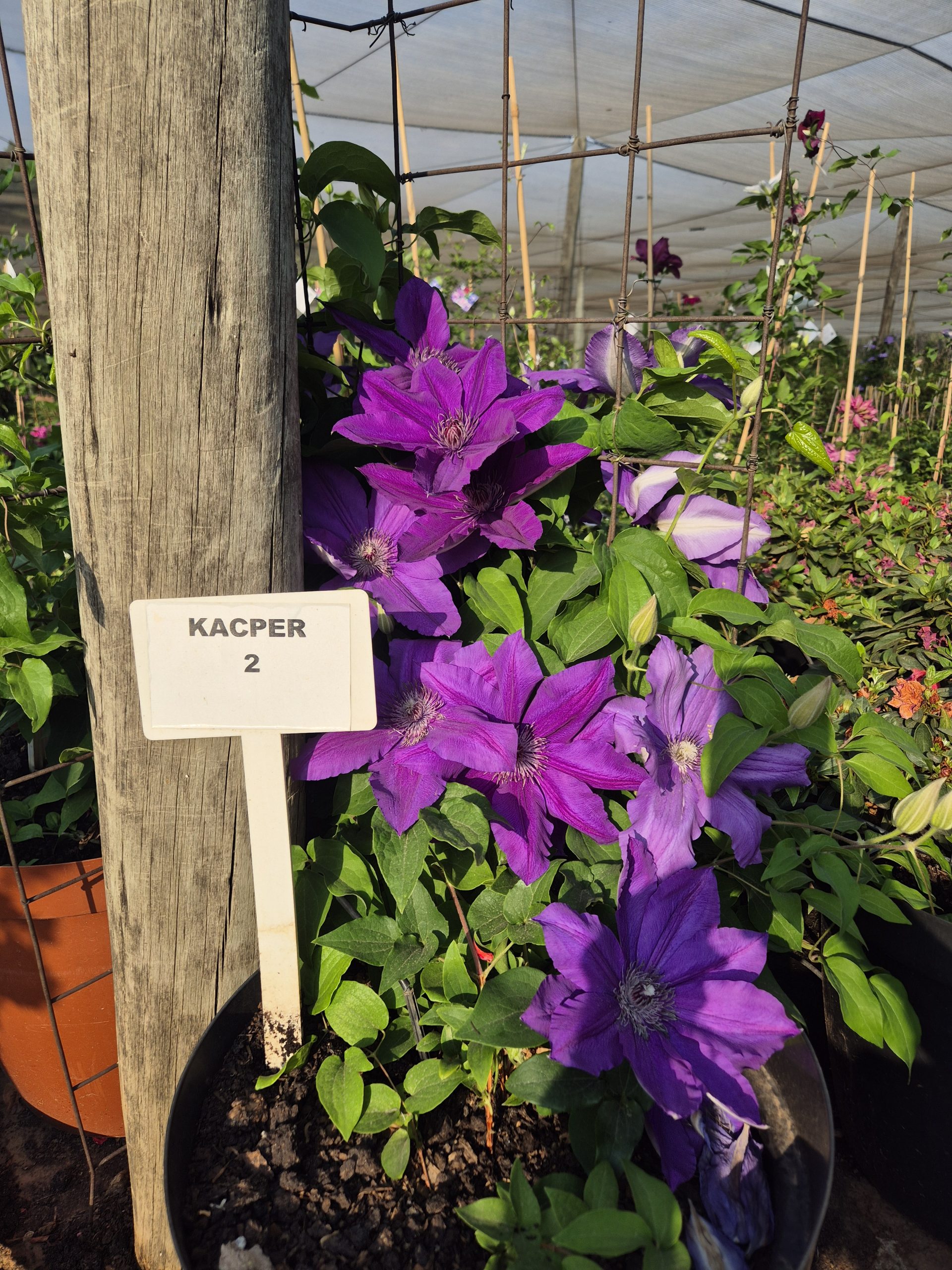 Clematis Kacper - Image 3