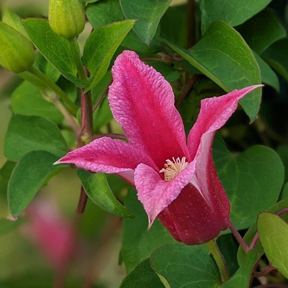 Clematis Inspiration - Image 2
