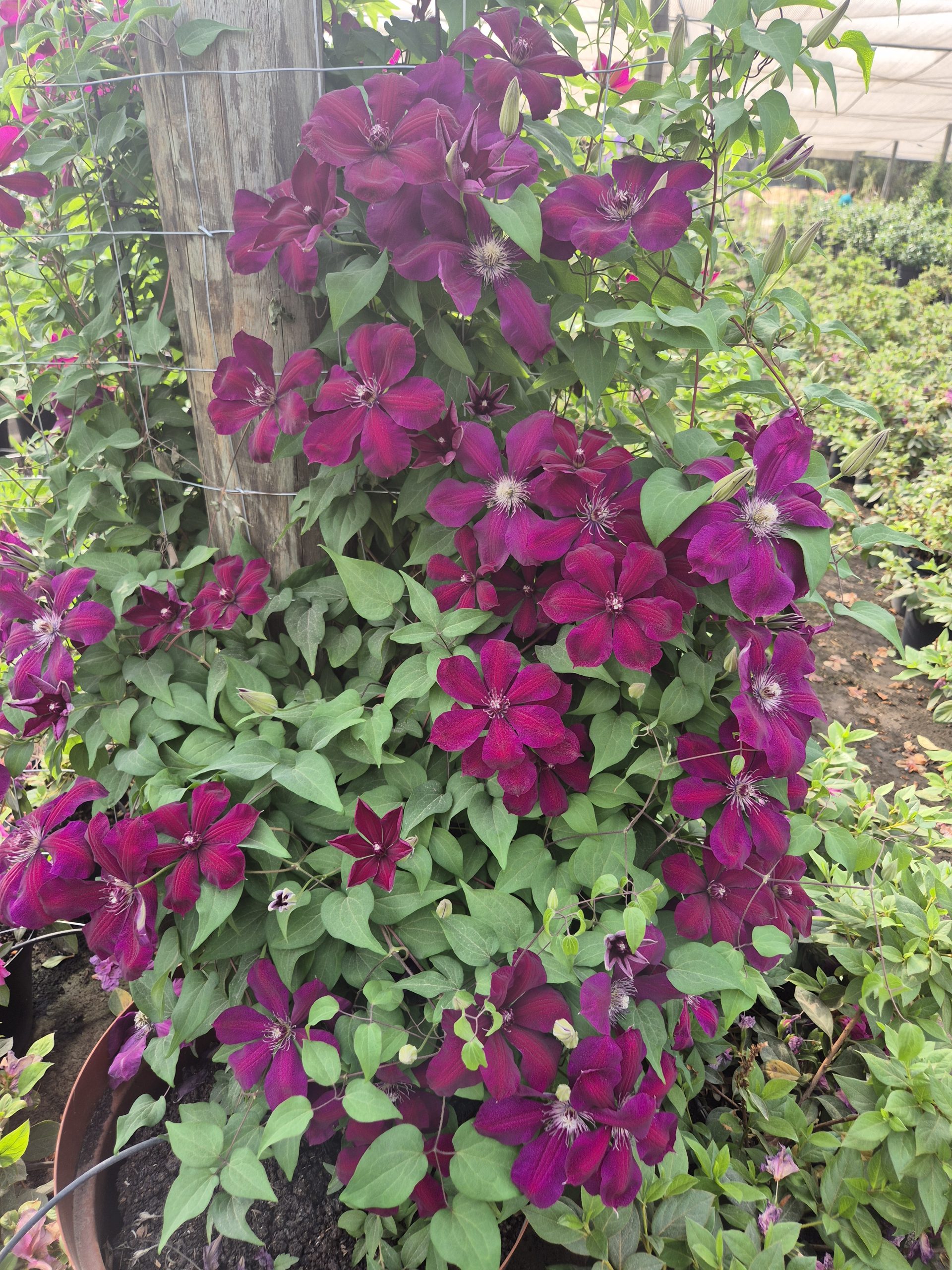 Clematis Westeplatte - Image 2
