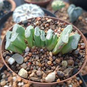 Haworthia Truncata