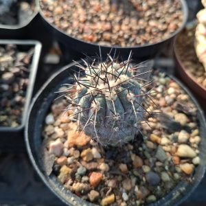 Copiapoa Dealbata