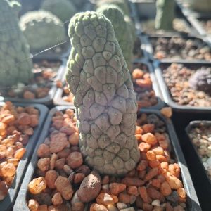 Larryleachia Cactiformis