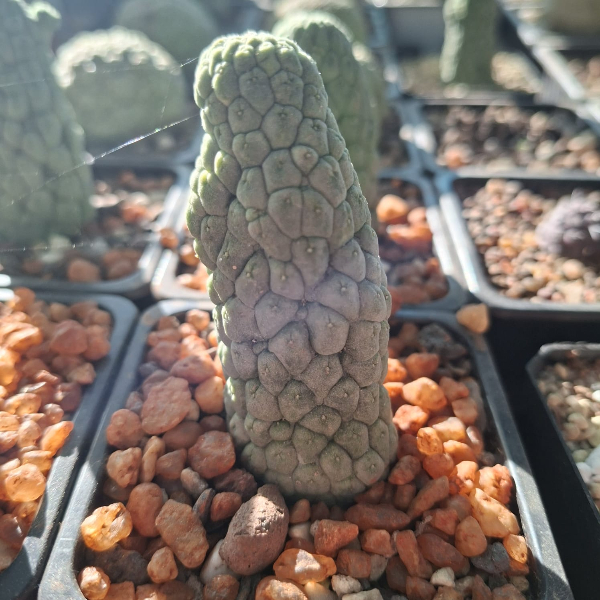 Larryleachia Cactiformis