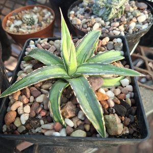 Agave Sun King