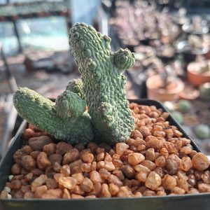 Pseudolithos Caput-Vaporae