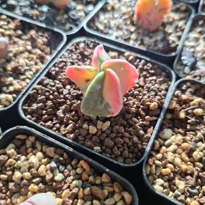 Astrophytum Myriostigma va. Nudum Variegated