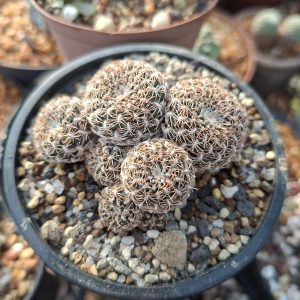 Sulcorebutia Augustinii