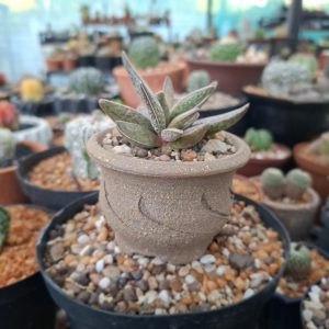 Adromischus Marianiae Clan William