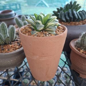 Haworthia Retuses Variegated