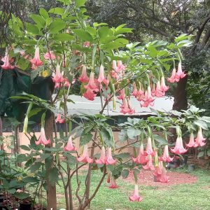 Brugmansia Angel Santa Rosa