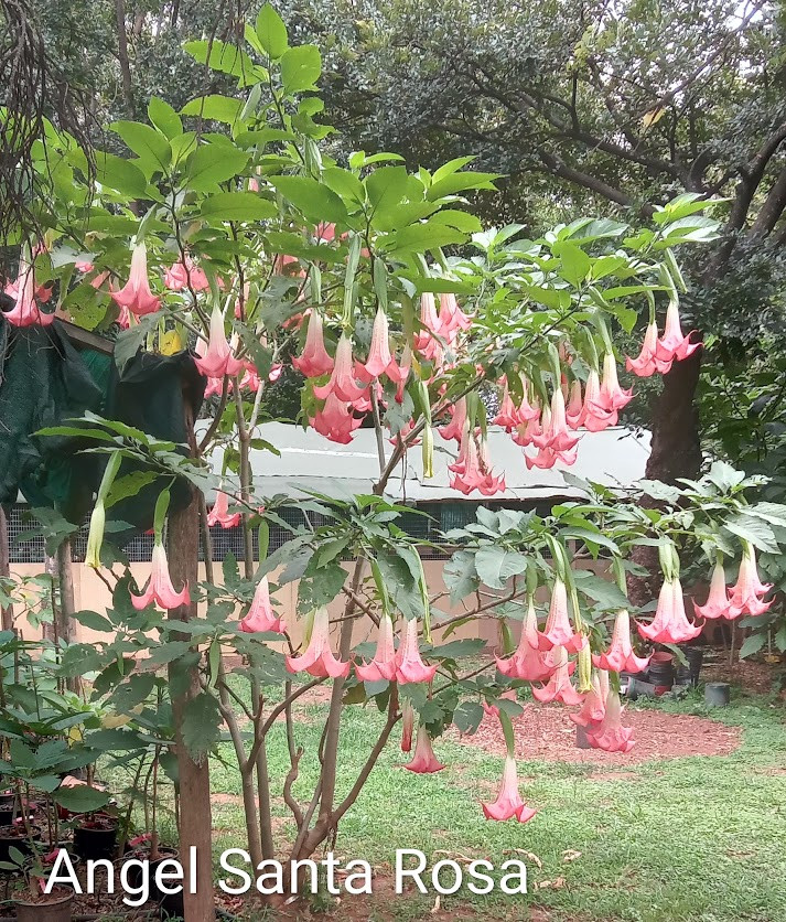 Brugmansia Angel Santa Rosa