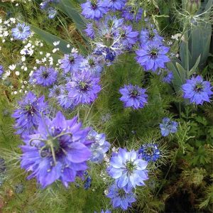 Nigella Love in A Mist plants for sale online South Africa