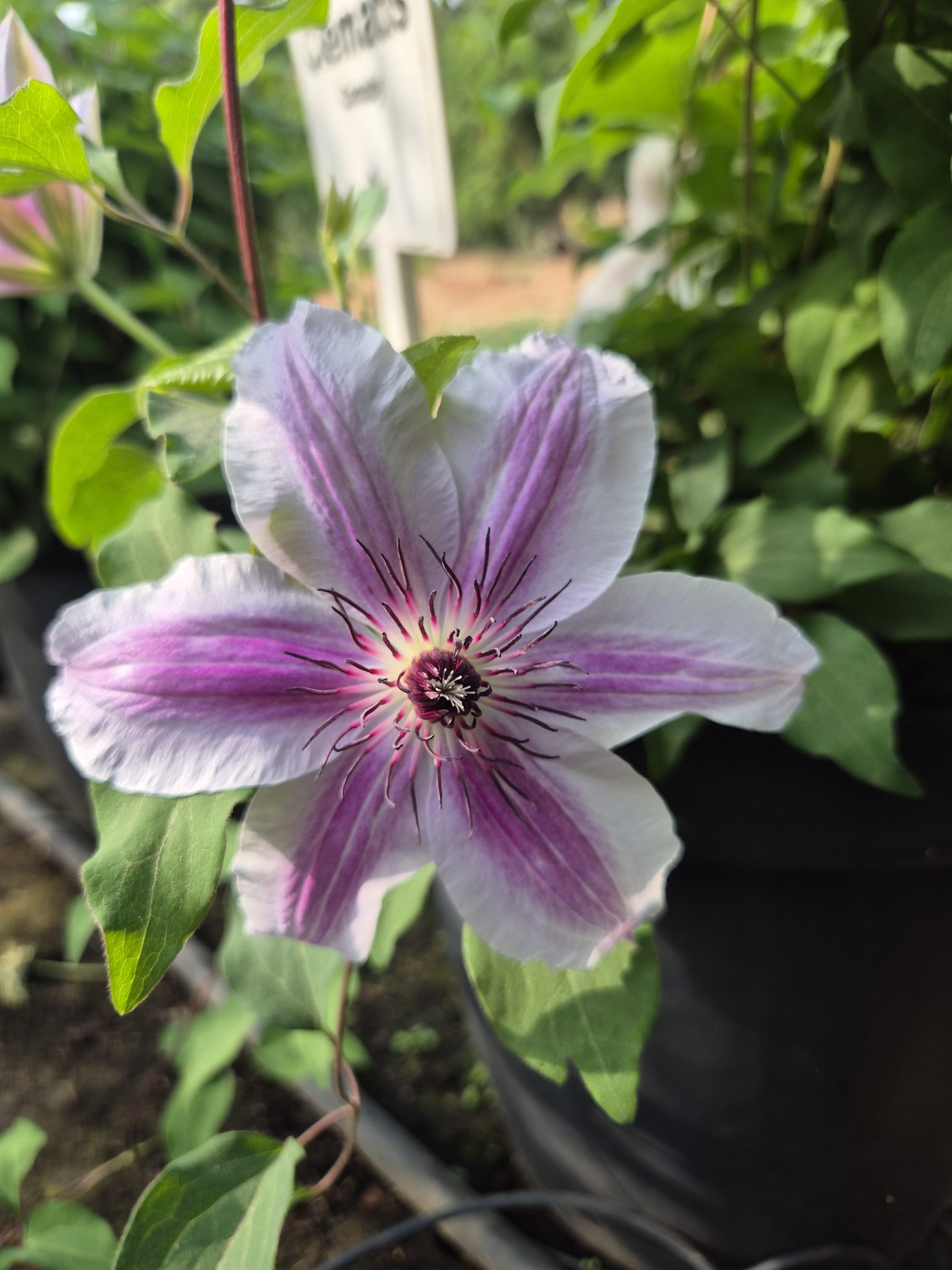 Clematis Carnaby - Image 2