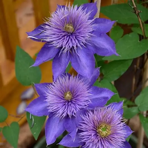 Clematis multi blue for sale online South Africa