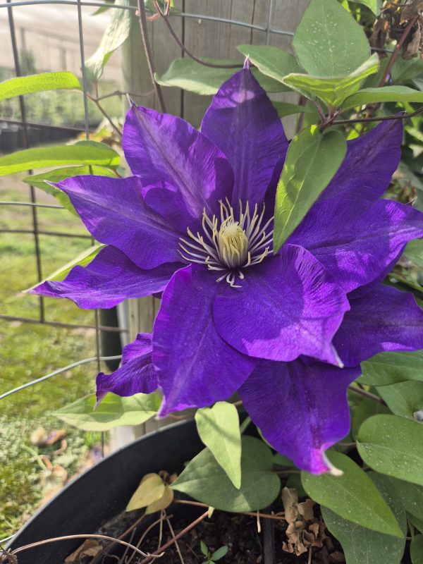 Clematis Lasurstern for sale online