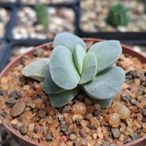 Crassula 'Morgan's Beauty'