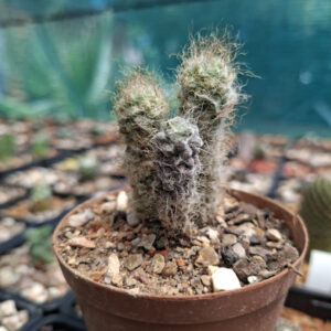 Anacampseros filamentosa subsp. tomentosa