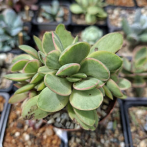 Crassula swaziensis Variegated