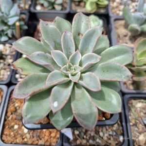 Echevaria Magic Fountain
