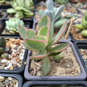 Crassula Swaziensis Variegated
