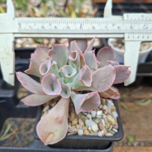 Echeveria Pinky Trumpet