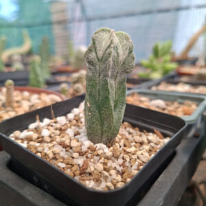 Astrophytum Myriostigma
