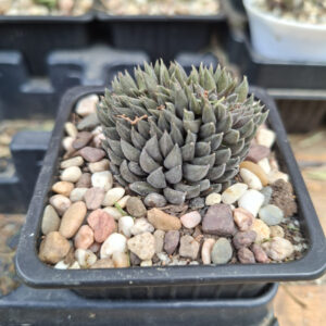 Chinese Jade (Sinocrassula yunnanensis)
