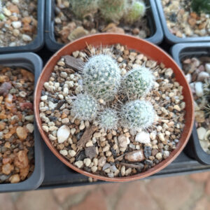 Mammillaria Grandispina