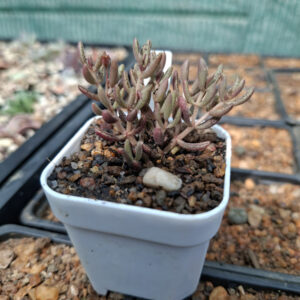 Crassula Humbertii