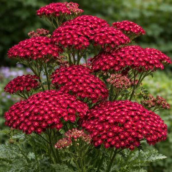 Achillea Millefolium Cassis for sale online South Africa