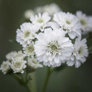 Achillea Ptarmica "Double Diamond" for sale online South Africa