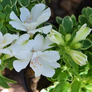 Alstromeria colorita claressa for sale online South Africa