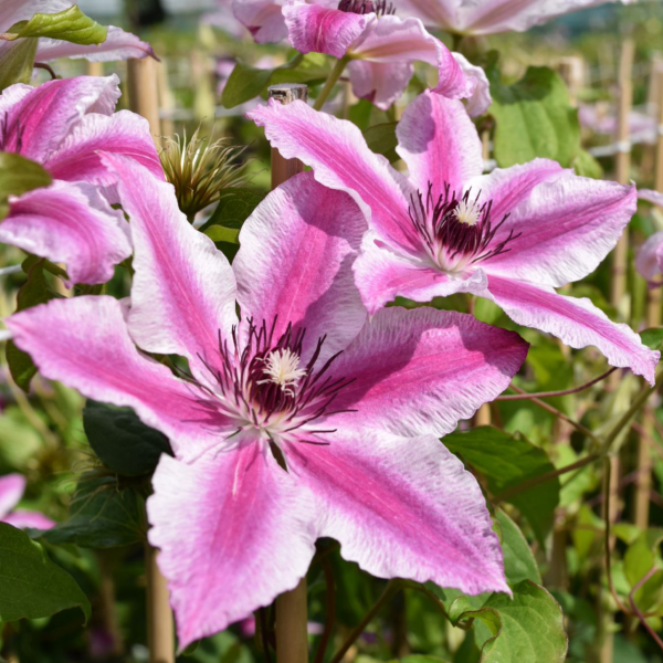 Clematis Carnaby for sale online South Africa