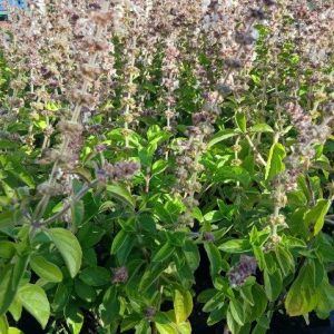 Perennial Basil