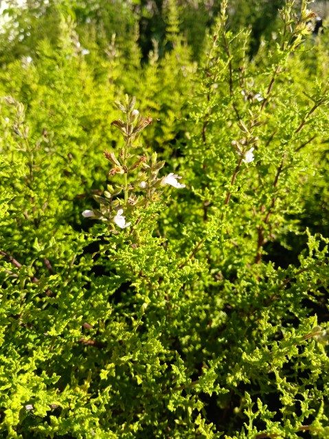 Salvia namaensis