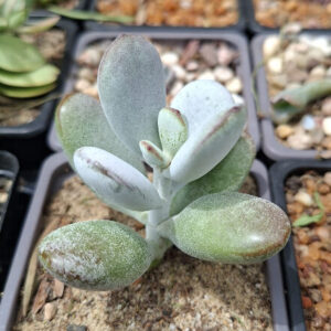 Cotyledon orbiculata 'Ping Pong'