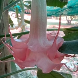 Brugmansia Angel double Tinkerbell