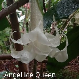 Brugmansia Angel Ice Queen for sale online South Africa
