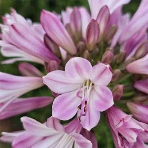 Poppin Pink agapanthus for sale online Couriered nationwide