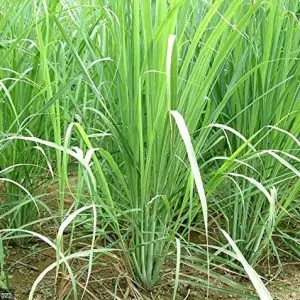 lemongrass