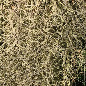 Tillandsia Usneoides – Old Mans Beard