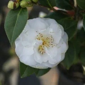 Camellia japonica Bea Rogers